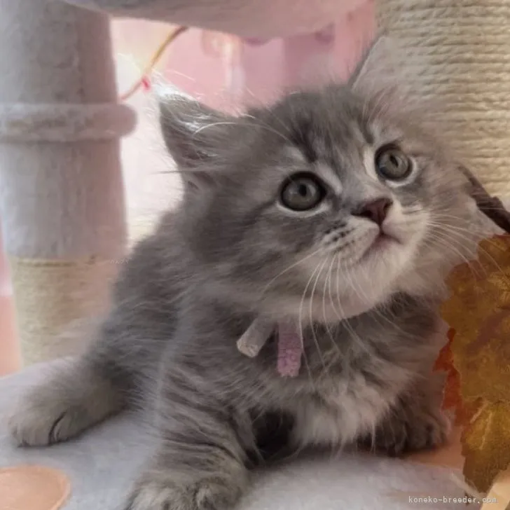 A.K 様のお迎えした子猫