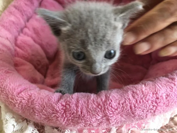 ID:1802-00665の子猫