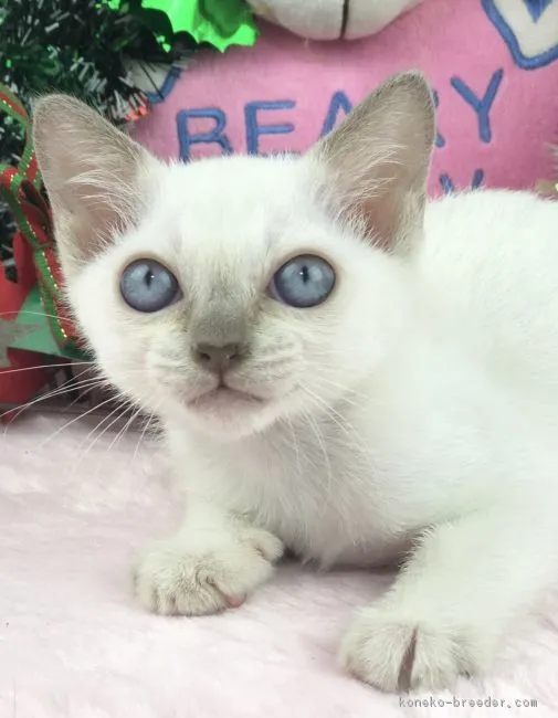 ID：1811-01037の子猫