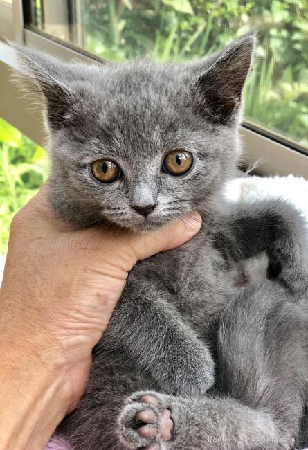 ID:1806-00536の子猫