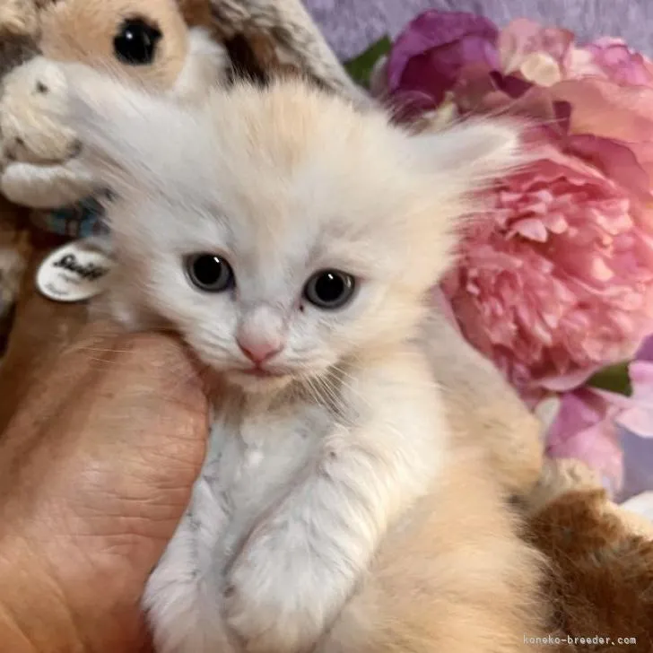 ID：2209-00367の子猫