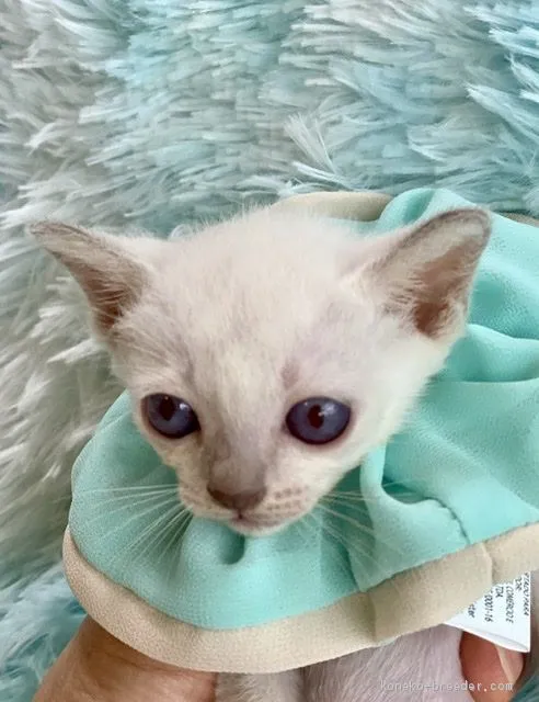 ID:2007-00497の子猫