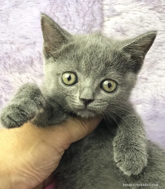 ID:1905-02175の子猫