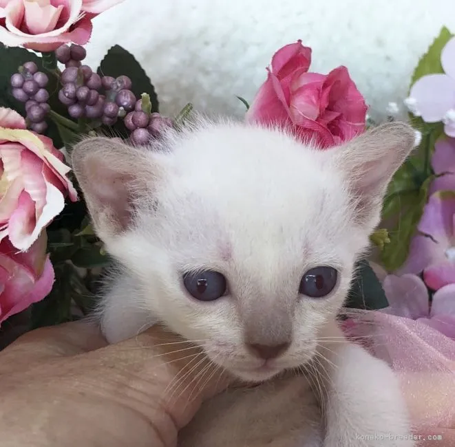ID:1812-01311の子猫