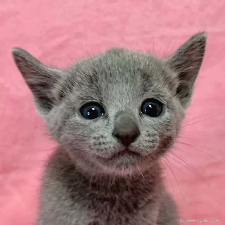 ロシアンブルー【千葉県・男の子・2024年8月12日・ブルー】の写真1