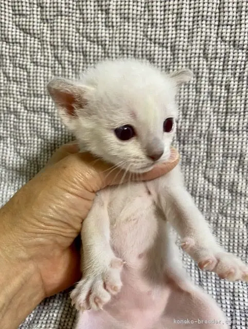 ktaki 様のお迎えした子猫