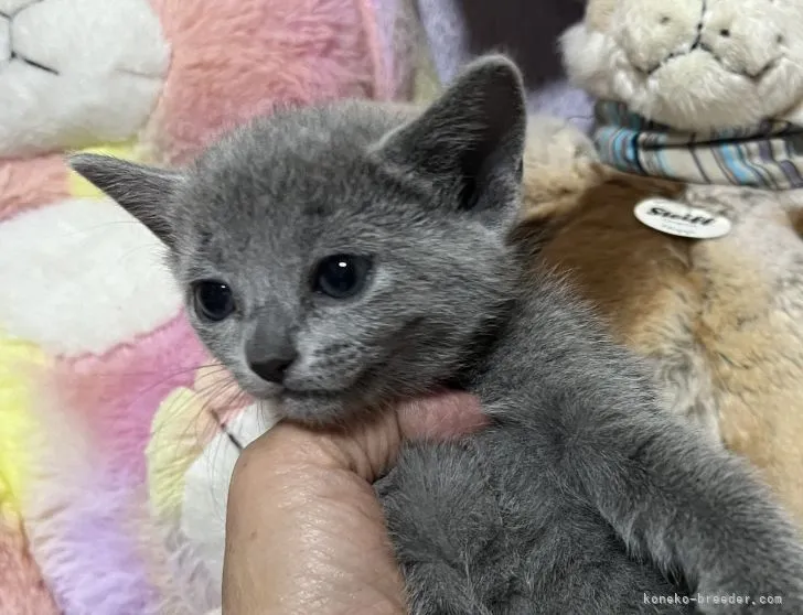Y.K 様のお迎えした子猫