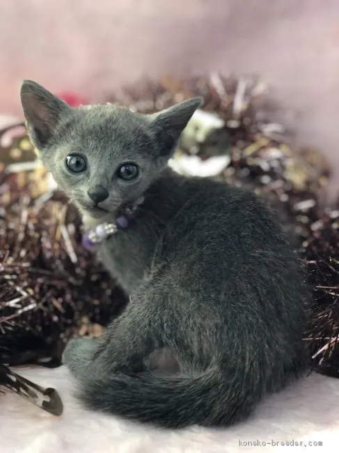 tsubasa 様のお迎えした子猫