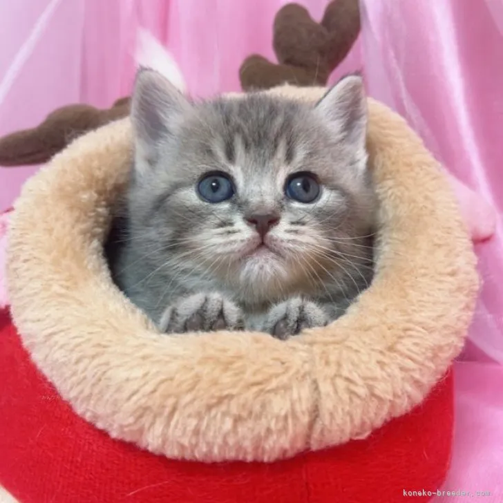 ID：2311-02287の子猫