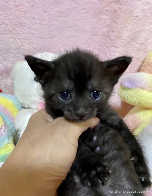 ID:2101-00873の子猫