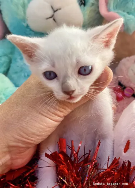 ID:2101-00430の子猫