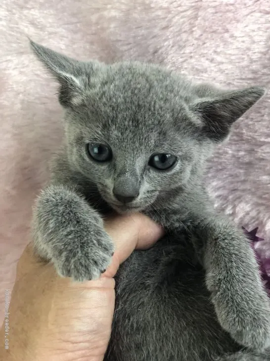 ID：1908-01543の子猫