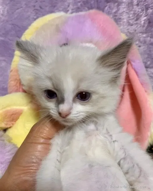 ID:2005-00789の子猫