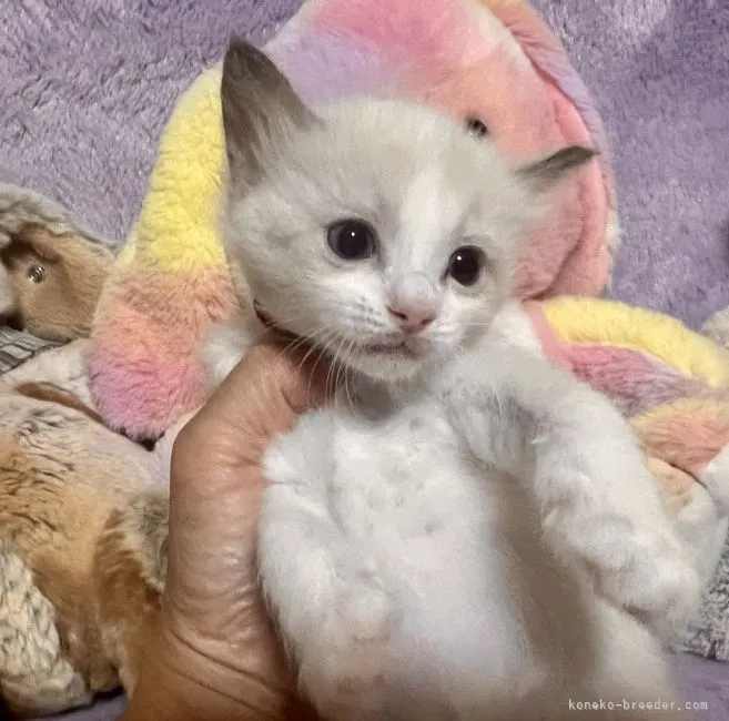 ID：2202-01743の子猫