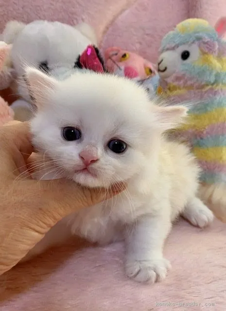 ID：2008-00007の子猫