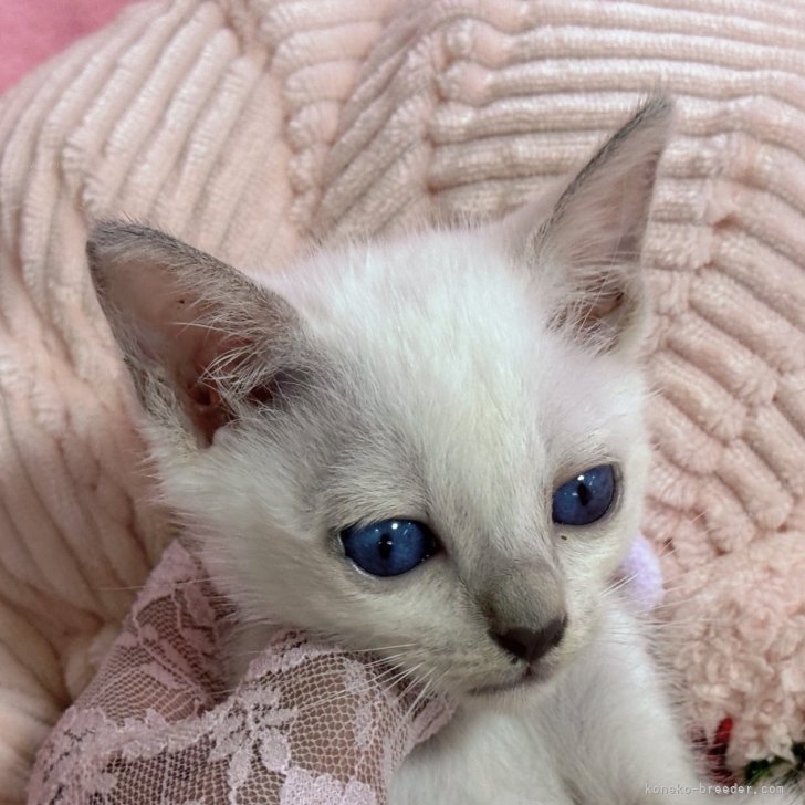 cat_img_1_508b8e6add07.jpg