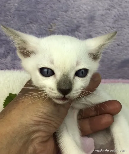 ID:1806-00887の子猫