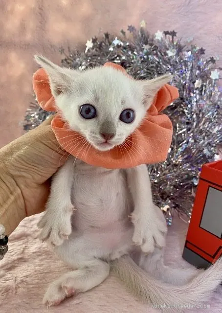 shohono 様のお迎えした子猫