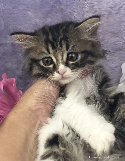 ID：1907-00915の子猫