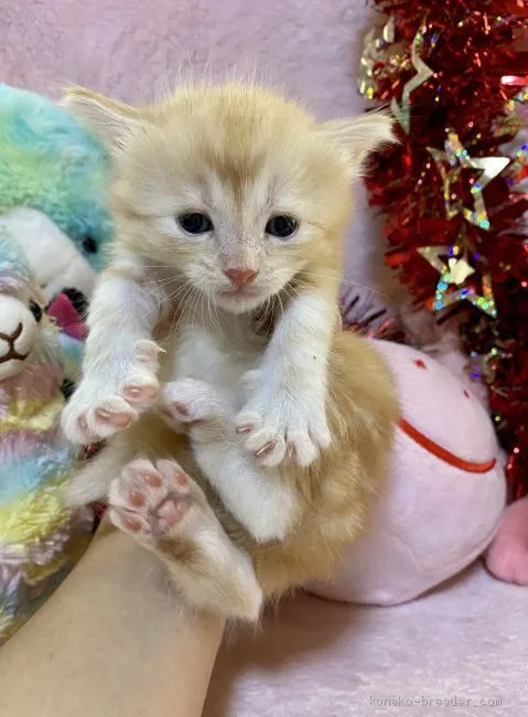 ID：2011-00406の子猫