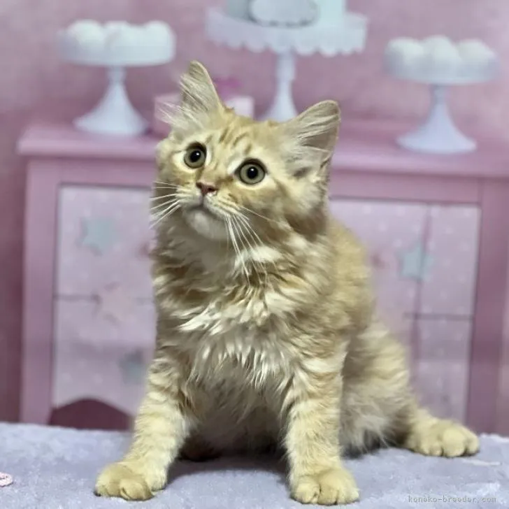 ID:2301-01200の子猫