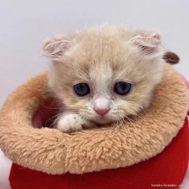 ユ? 様のお迎えした子猫