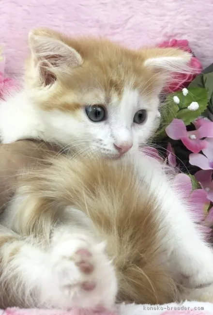 ID:1902-00261の子猫