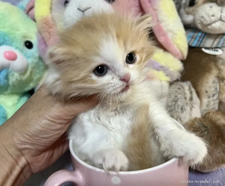 ID：2204-00031の子猫