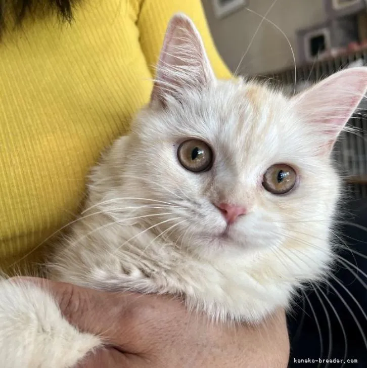 ID：2207-00405の子猫