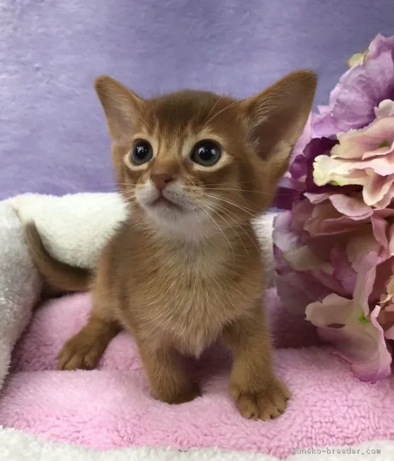 ID:1803-00810の子猫