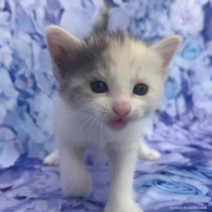 ID：2311-00673の子猫