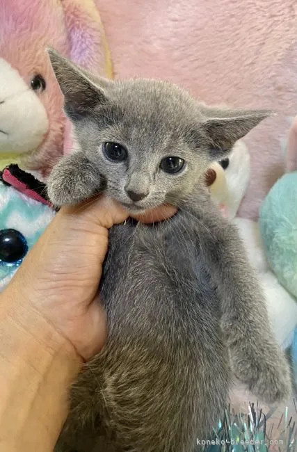 ＡＯ 様のお迎えした子猫
