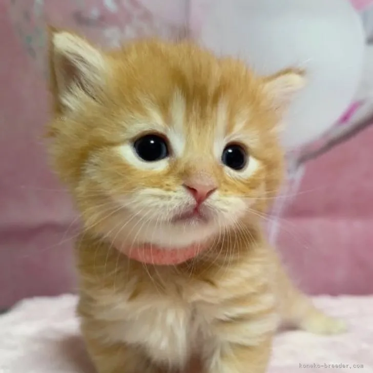 E.U 様のお迎えした子猫