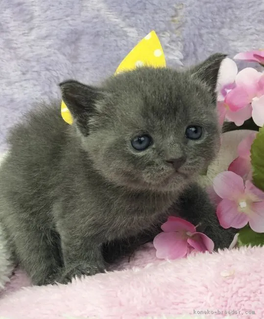 ブリティッシュショートヘア【千葉県・男の子・2018年6月6日・ブルー】の写真1「ぶー顔の可愛い子です。」