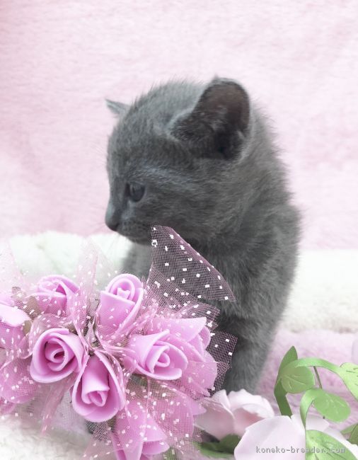 ID:1804-01547の子猫