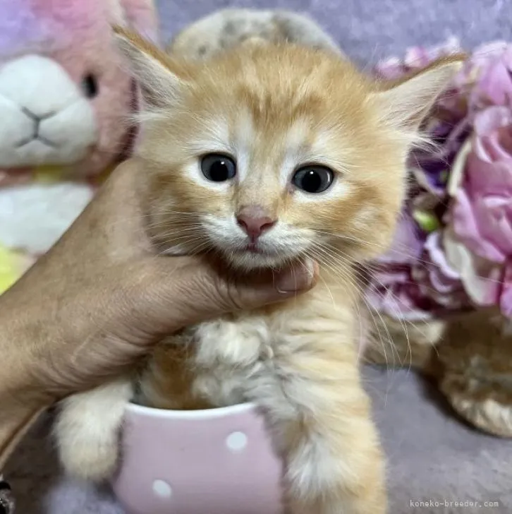 ID：2209-00155の子猫