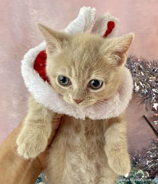ID:1912-00233の子猫