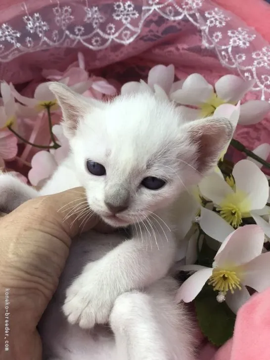 ID：1903-01351の子猫