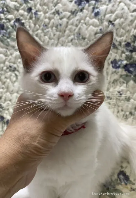 ID:2105-01188の子猫