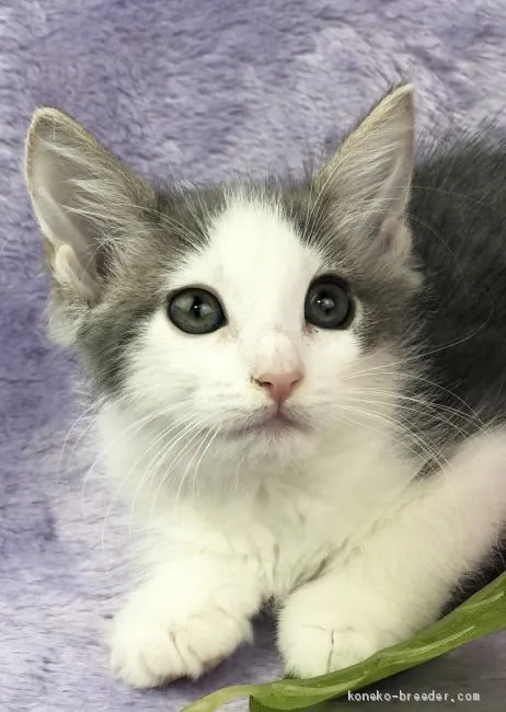 ID：1905-01499の子猫