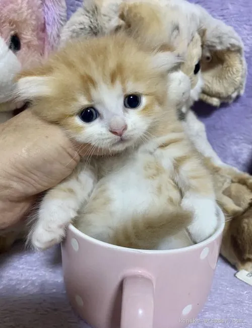 ID：2108-00695の子猫