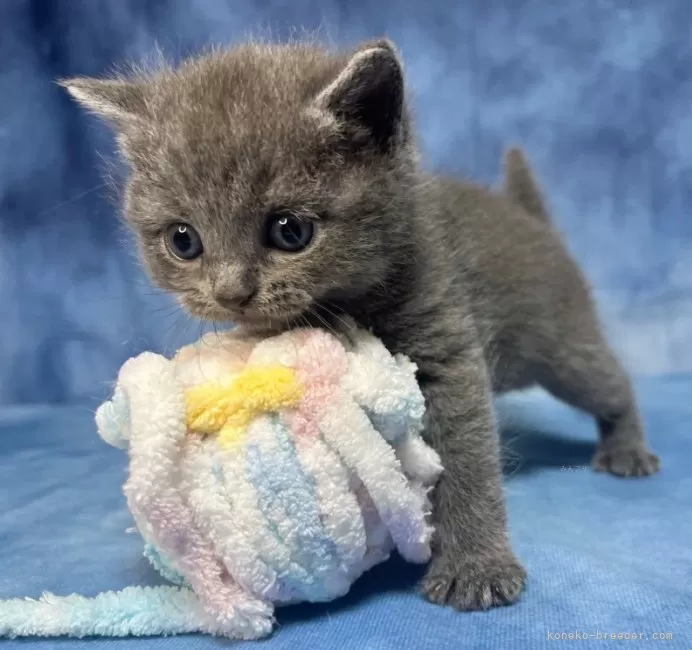 ID：2403-01243の子猫