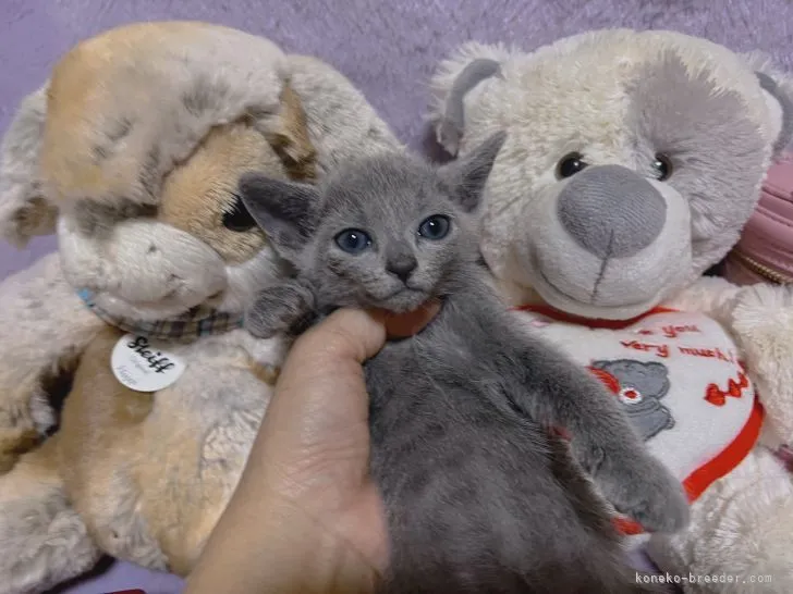 E.G 様のお迎えした子猫