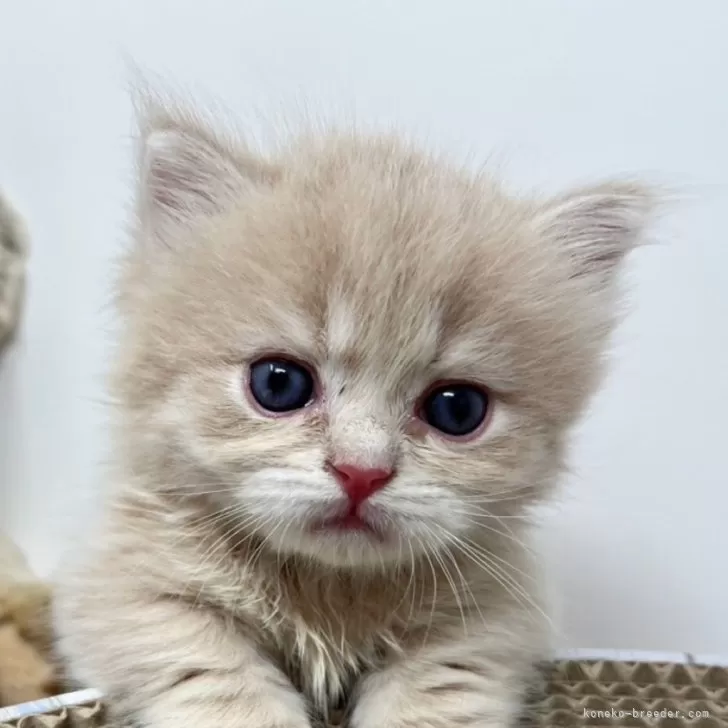 ID:2406-01795の子猫