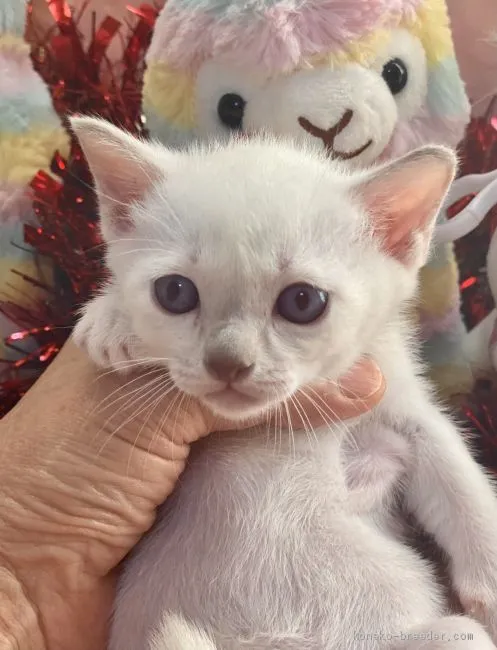 ID:2012-01094の子猫