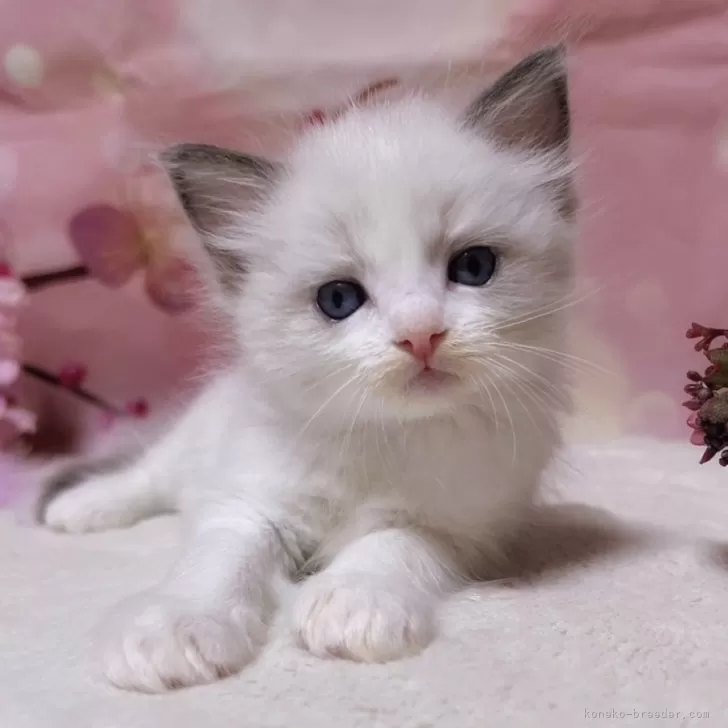 ID：2405-03250の子猫