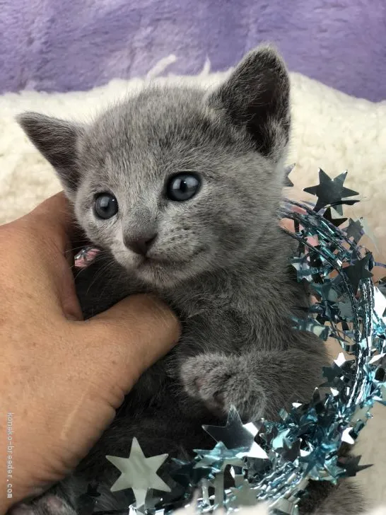 latatatam 様のお迎えした子猫