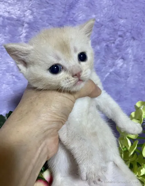 ID:2005-00309の子猫