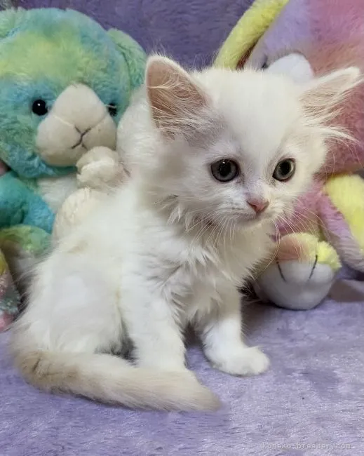 ID：2106-02693の子猫