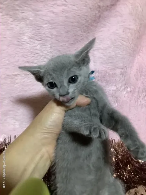 Y.N 様のお迎えした子猫